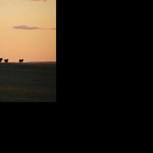 Using Increased Longevity to Reduce Annual Cow Cost | Cow/Calf Corner