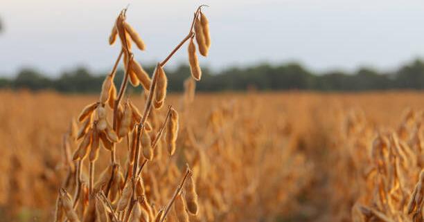 Soymeal Plan — 08/21/26