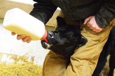 CC Calf with Bottle