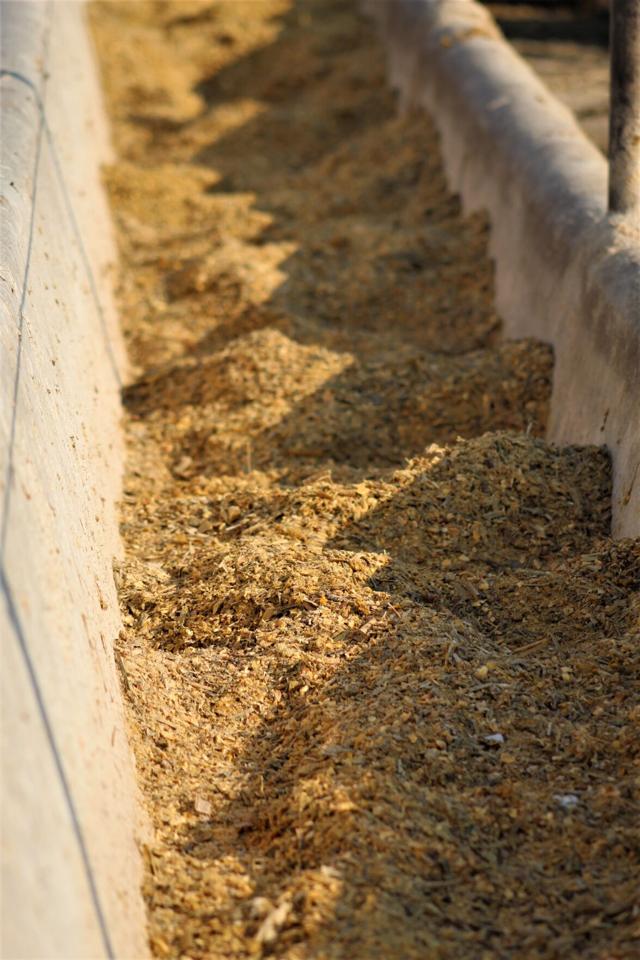 Evaluating Finishing Performance of Cattle Fed HMCSFC Blends with