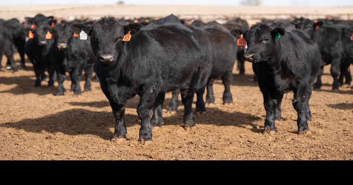 Feeder Cattle Markets Jump into December Industry News