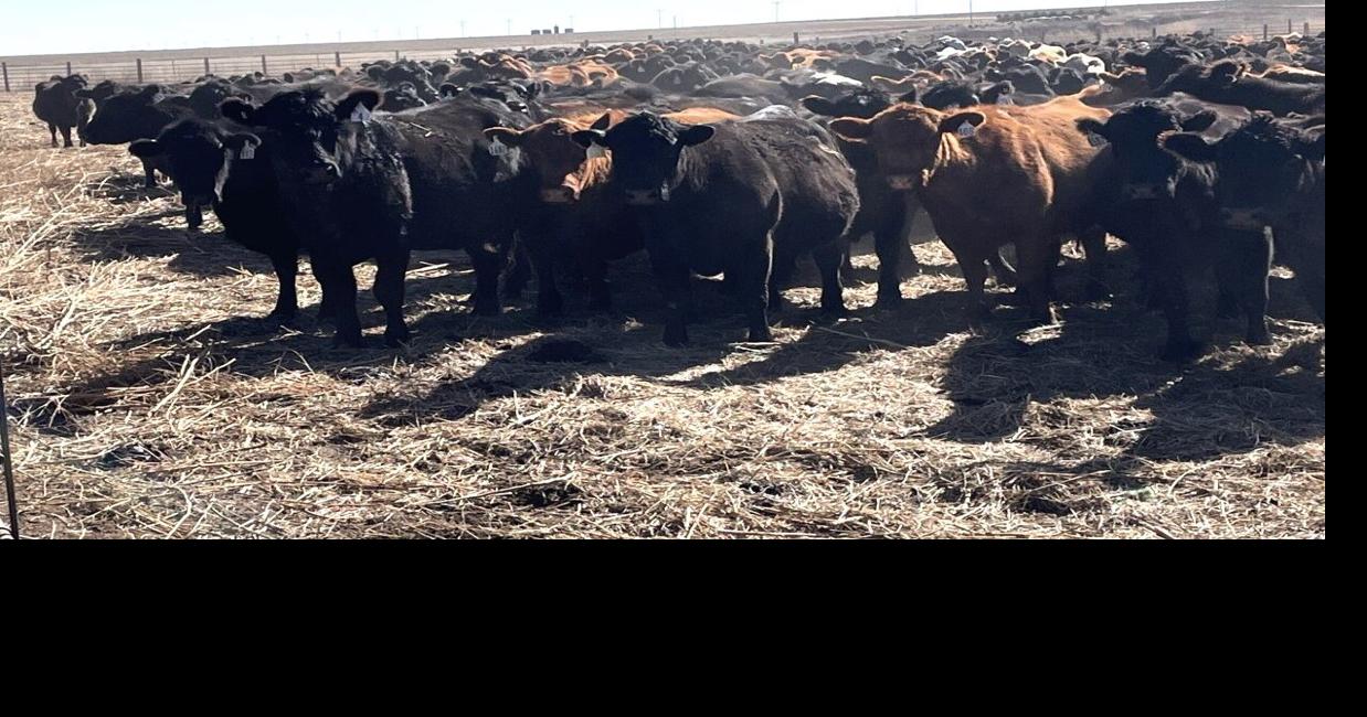 Getting the Most Out of Cull Cows | Cow/Calf Corner | feedlotmagazine.com