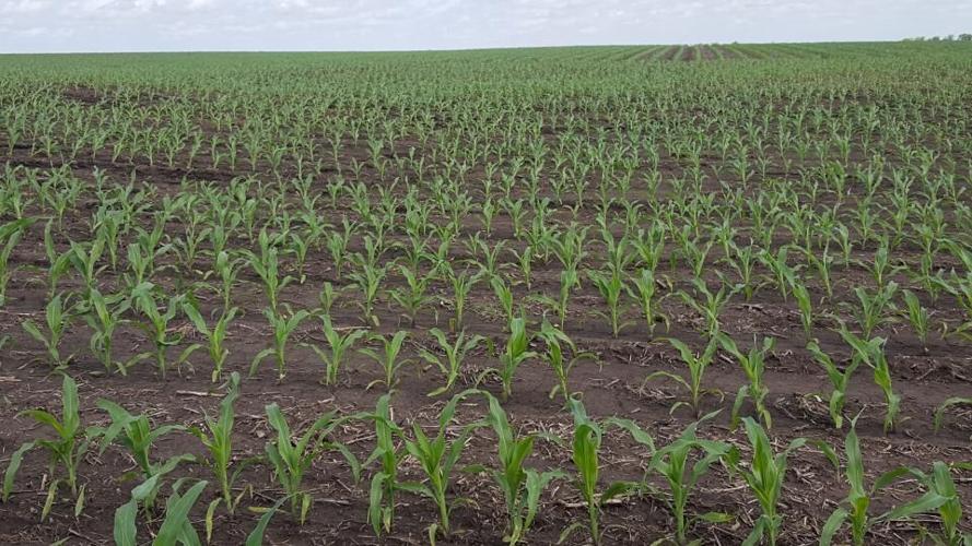 Crops Corn Emerging