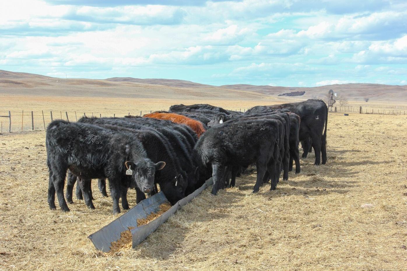 Management Considerations for Backgrounding Calves | Stocker ...