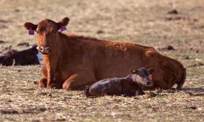 CC Red Cow with Calf