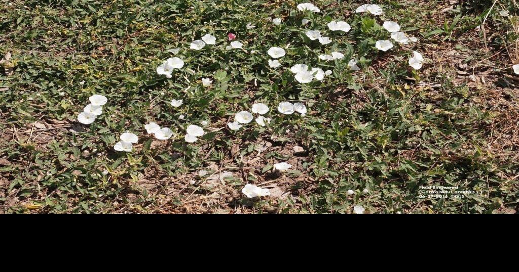 Field Bindweed Management