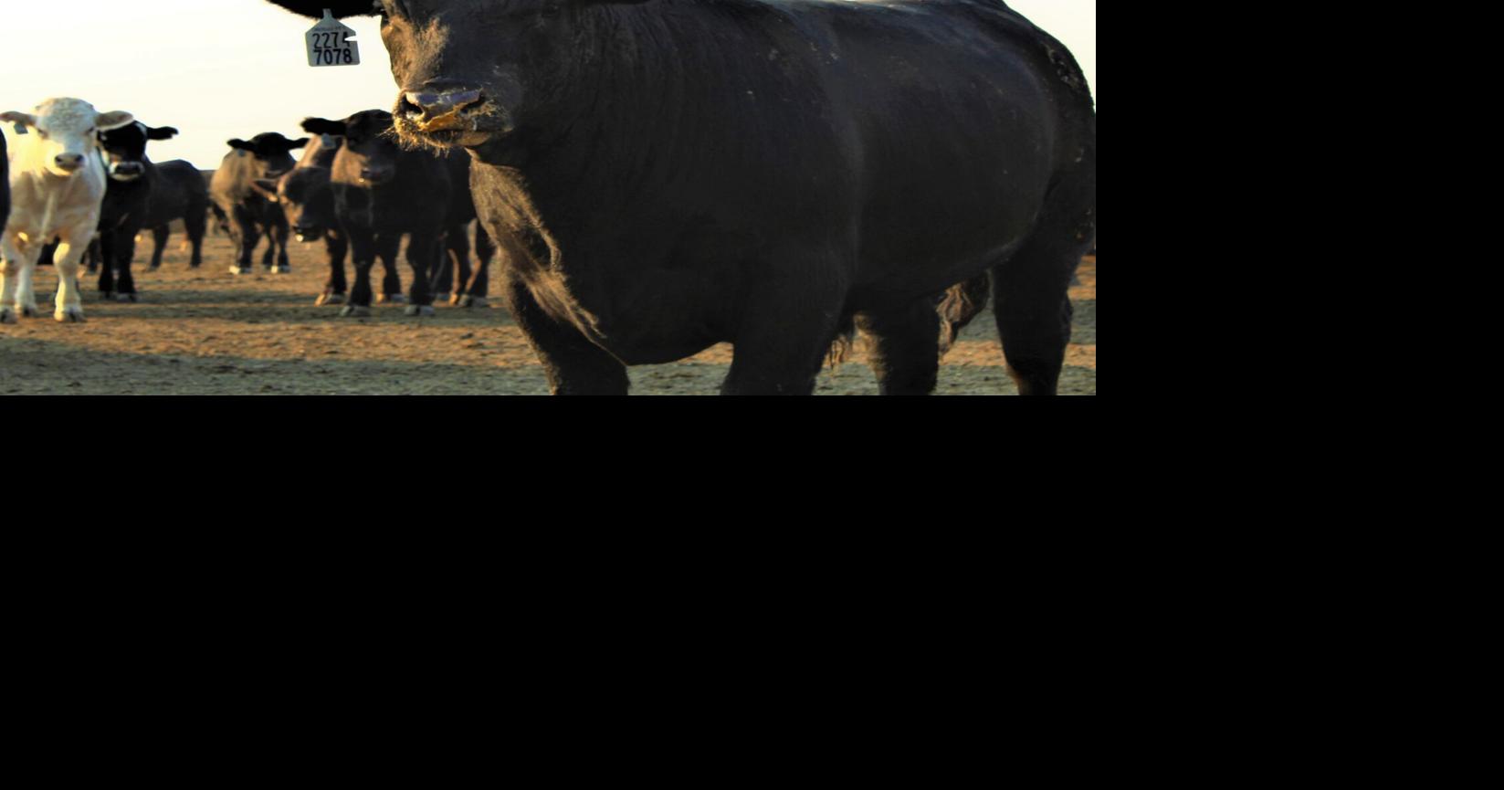 Cattle Markets Bounce Back Marketing