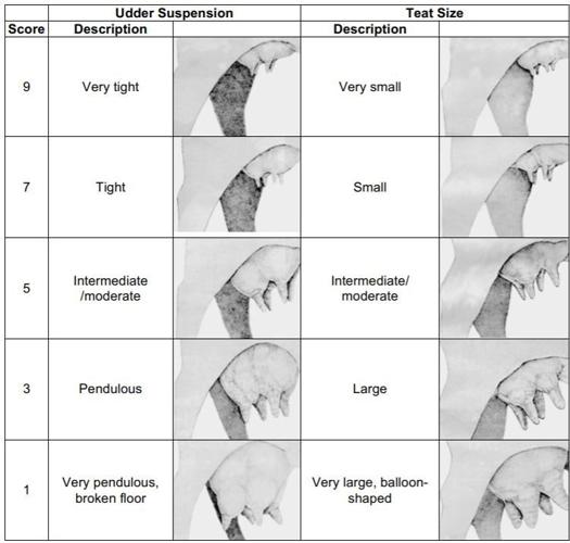 Udder Quality in Beef Cows – Does it Matter? | Cow/Calf Corner ...