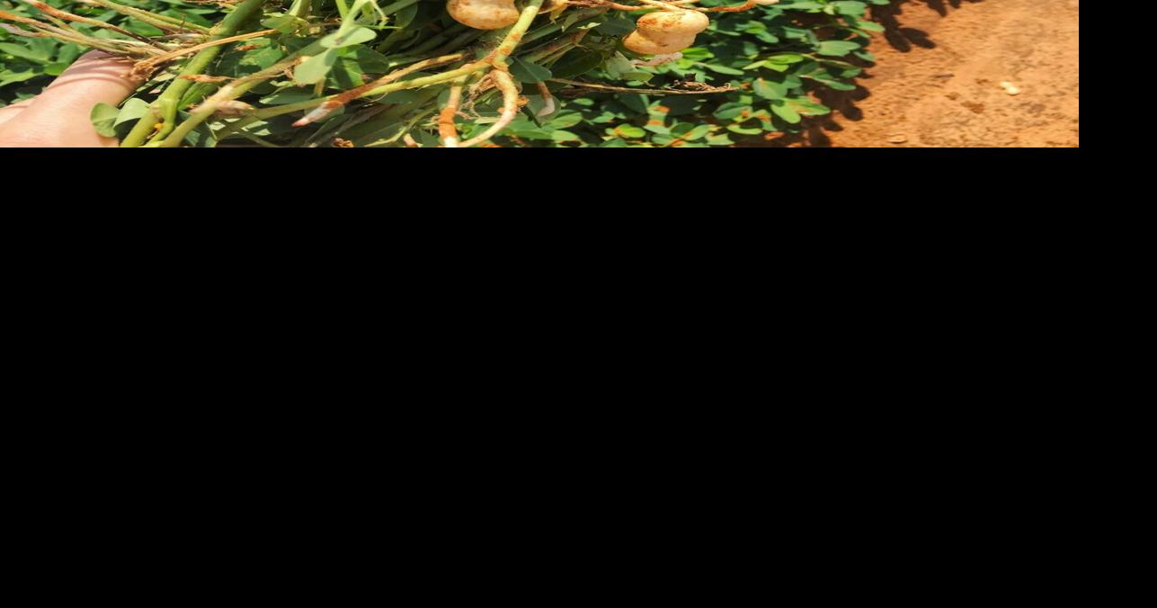 Texas Peanut Production Below Average, Prices Strong Industry News