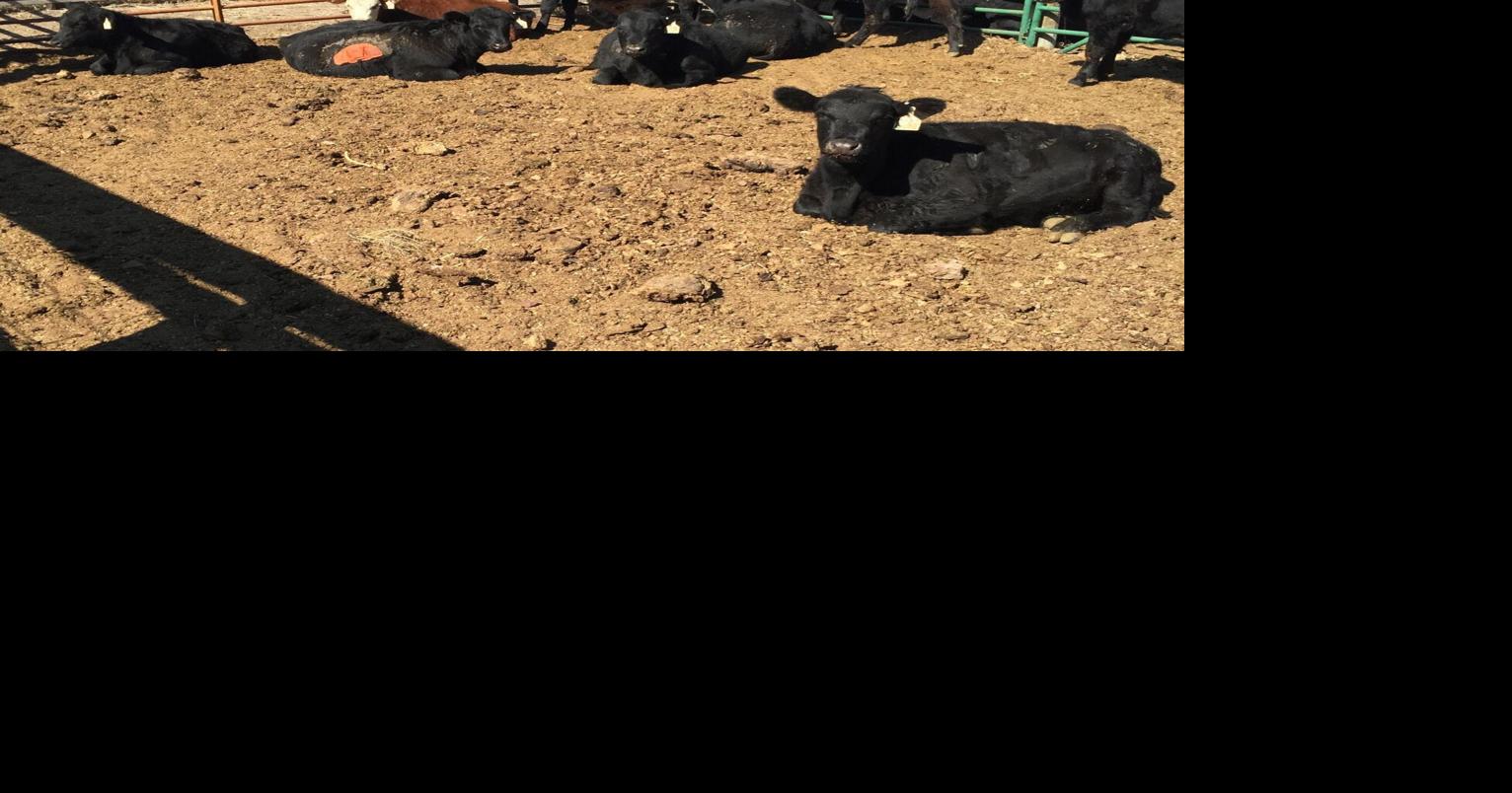 Penned beef heifers stressed, sedentary and experience delayed puberty Cow/Calf Corner