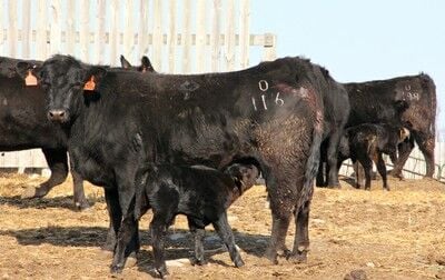 Bvd Bumper, The problems begin when a pregnant cow or heifer is