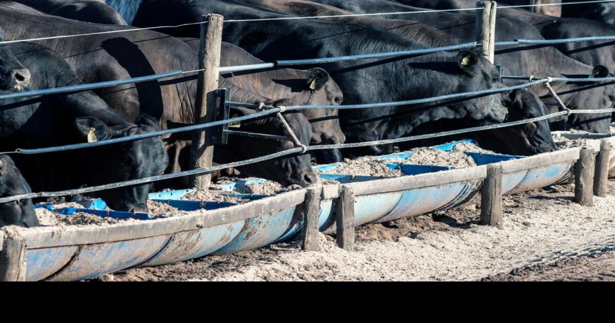 Cull Cow Management and Marketing Opportunities Cow/Calf Corner