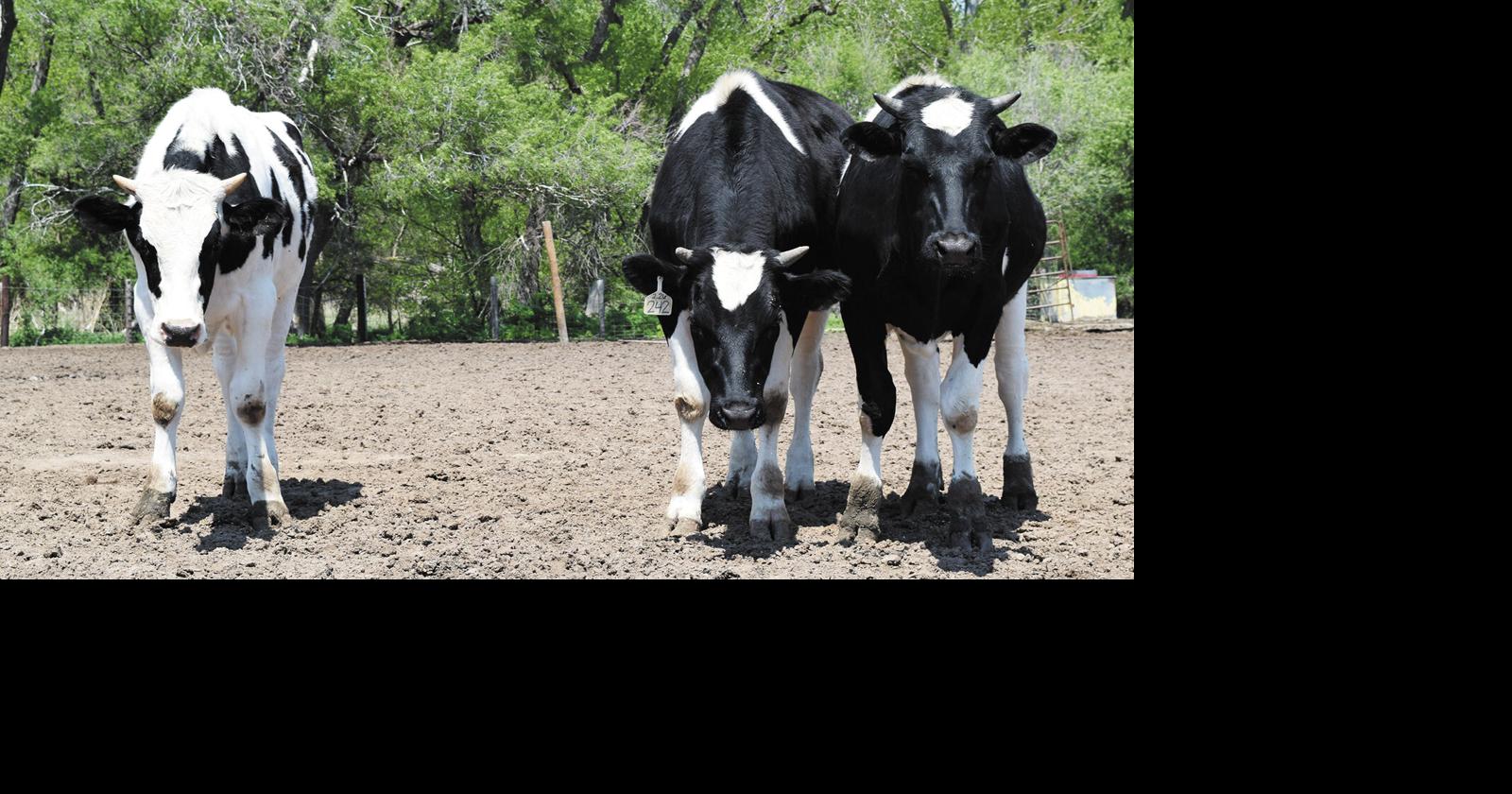 Crossing Dairy and Beef Cattle The Good, The Bad, The Ugly Feedlot Special