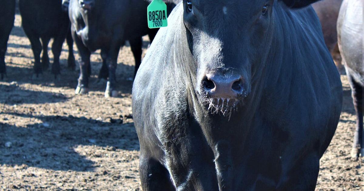Cow Cold Storage Cattle on Feed and Beef Cold Storage Stocks | Industry News ...