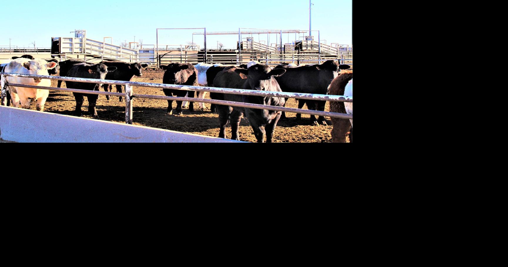 Feeder Cattle Markets in Transition Industry News