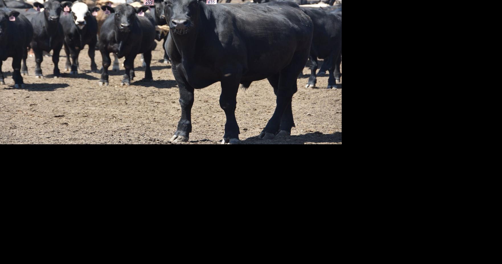 Producer Owned Beef Launches With State of Texas Funding Industry