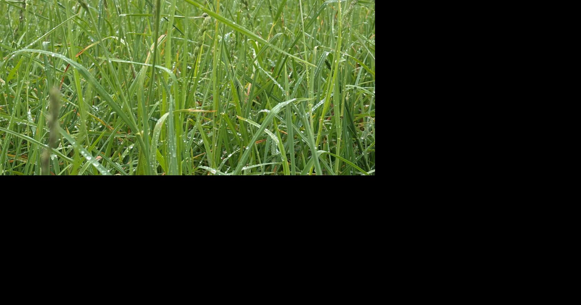 Forage Management: Maximizing Spring Forage for Winter Feed from Green ...