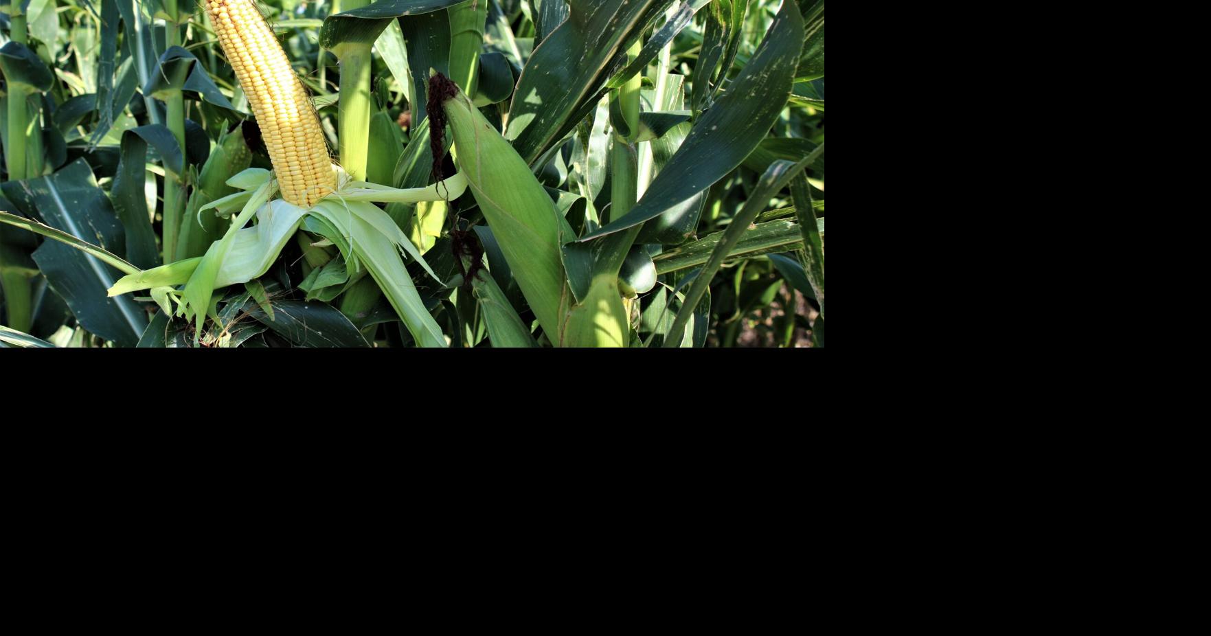 Large Corn Crop Still Expected, Despite Lower Yields | Industry News ...