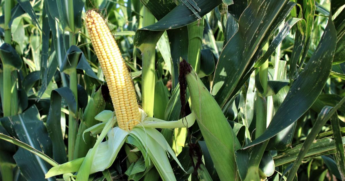Large Corn Crop Still Expected, Despite Lower Yields | Industry News ...