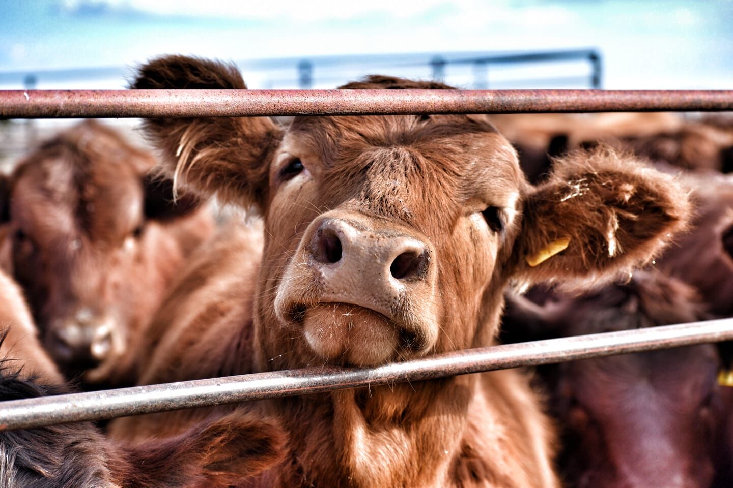 Cattle Prices Start 2024 Higher Than Last Year Industry News   65aec39a80546.image 