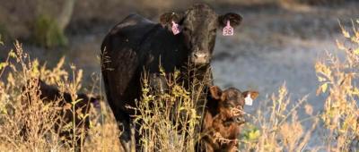 CC Cow/Calf in Grass
