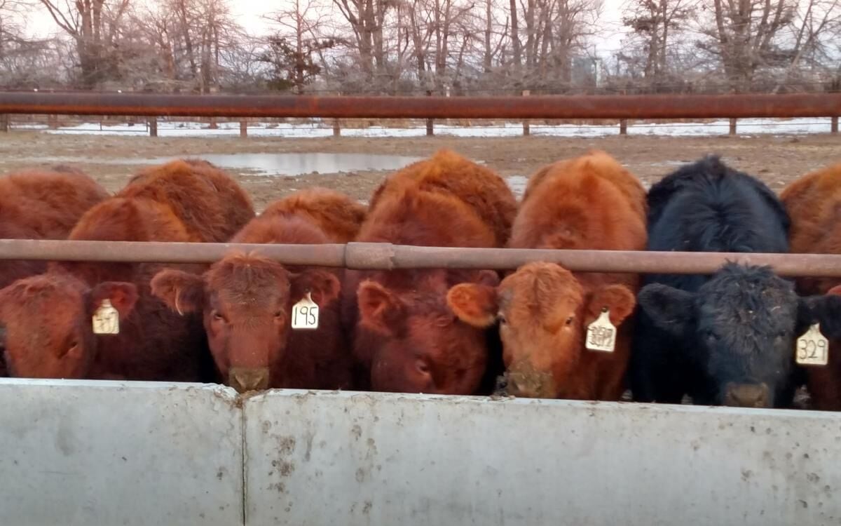 Higher Heifers On Feed Will Keep Inventory Low Into 2024 Marketing   6086c42f137e3.image 