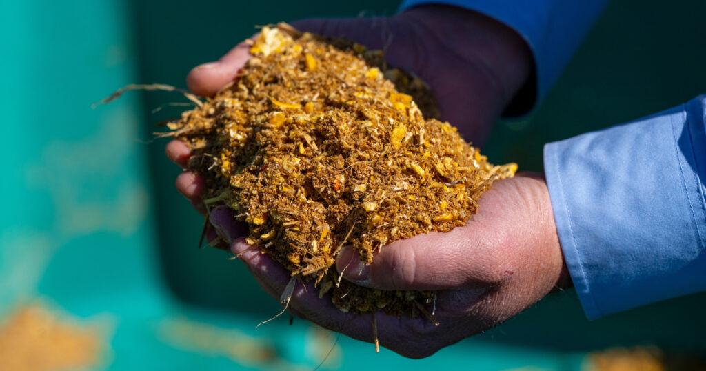 Answering the Cattle Nutrition Protein Question | Feedlot Special ...