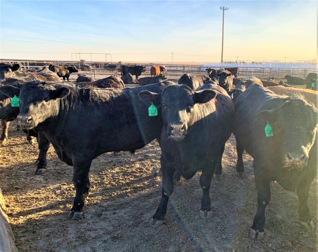 June USDA Cattle on Feed Report Assessment Industry News