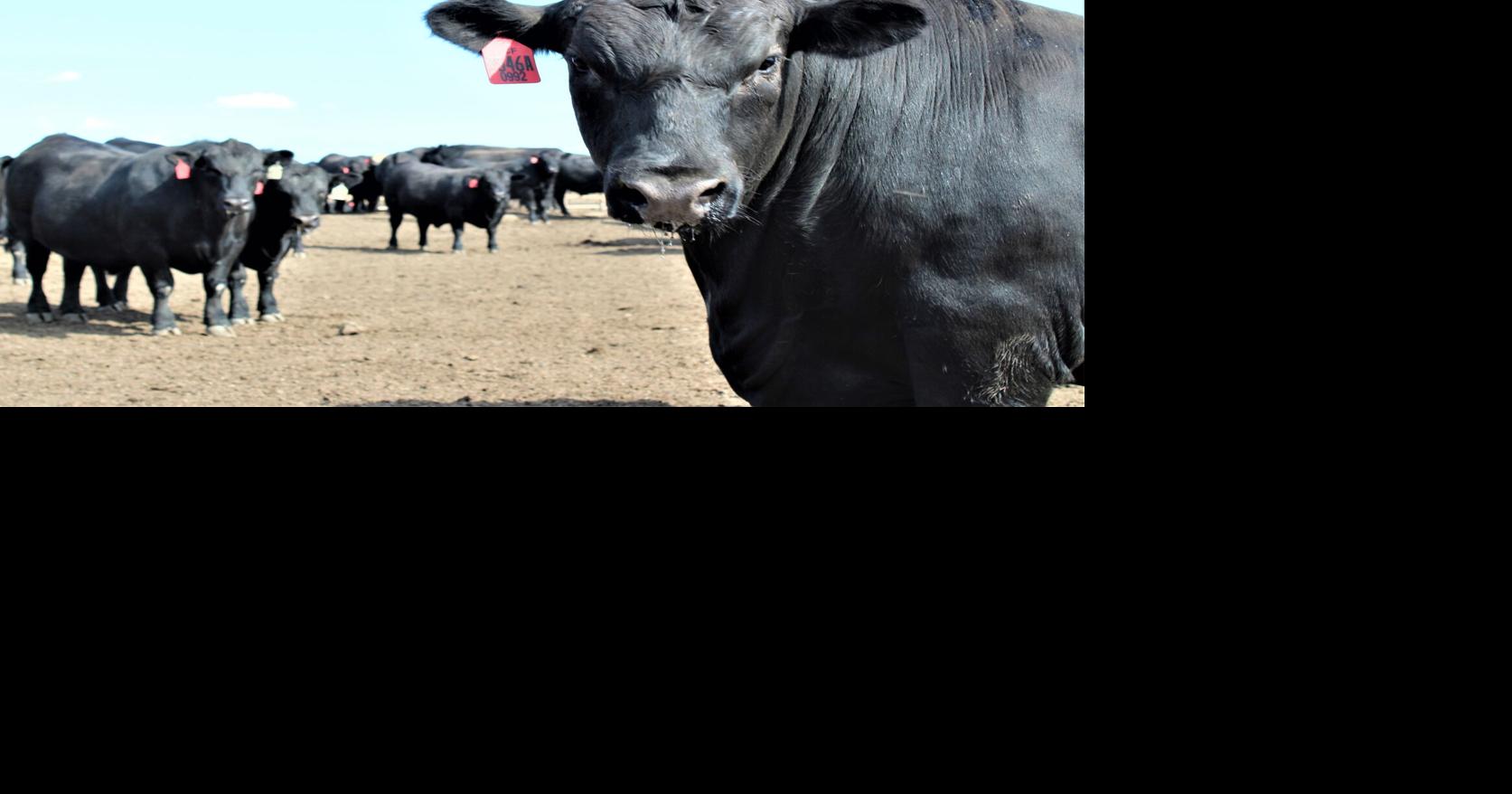 USDA Cattle and Cattle on Feed Reports News