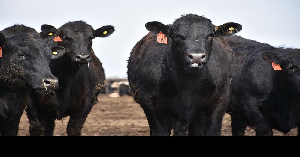 July Cattle On Feed Numbers Higher Than Expected News