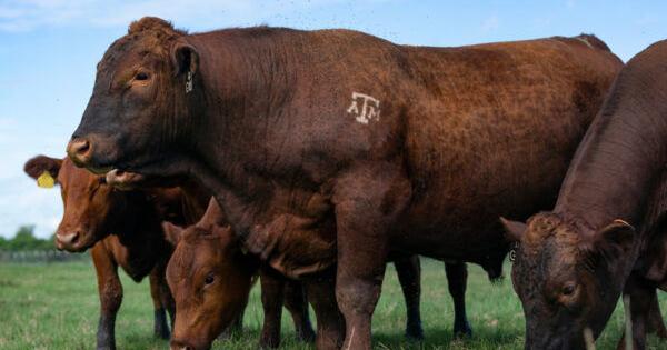 Determining How Male Behaviors, Environment Affect Offspring in ...