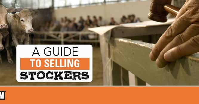 A Guide to Selling Stockers | Stocker Special | feedlotmagazine.com