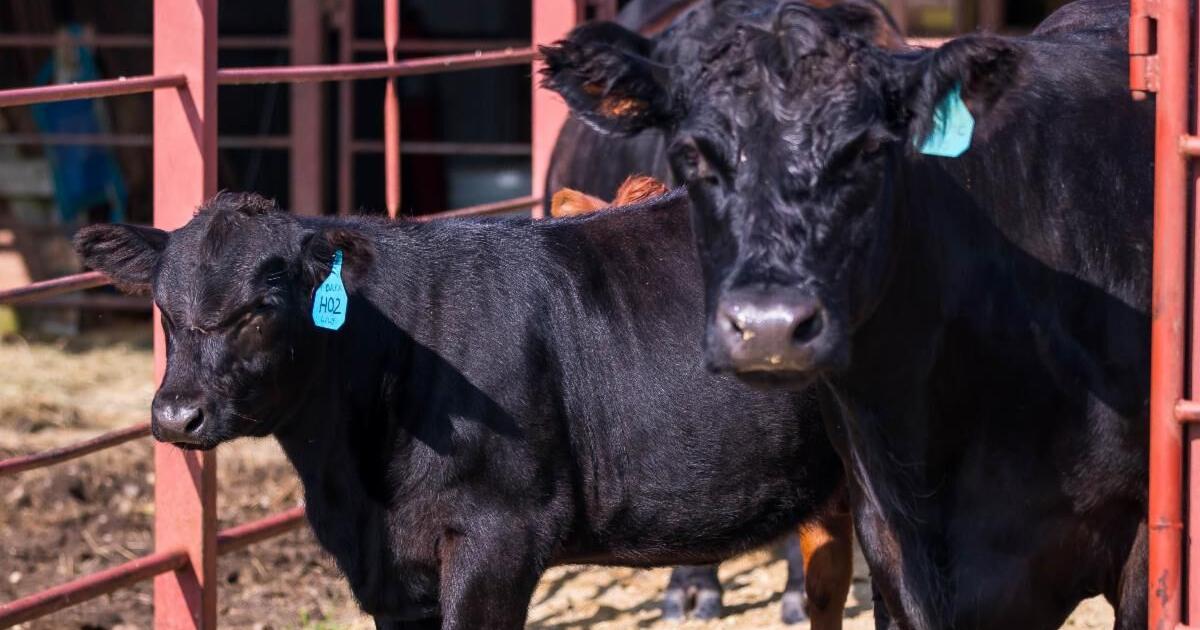 Facilities Check BQA Certification Research Update News Facilities Check BQA Certification Research Update News