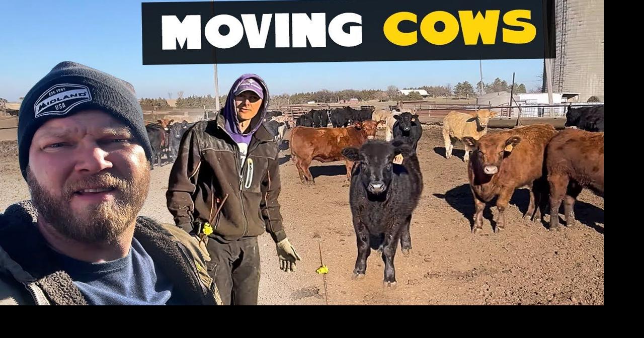 Moving Cows | Multimedia | feedlotmagazine.com