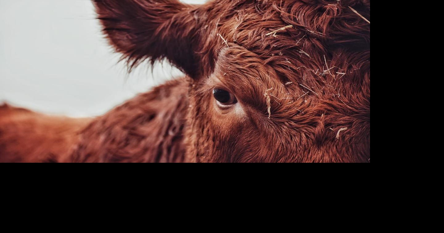 Beef Production Seasonality
