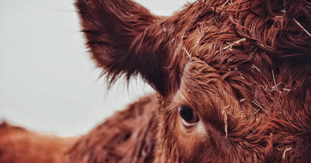 Beef Production Seasonality