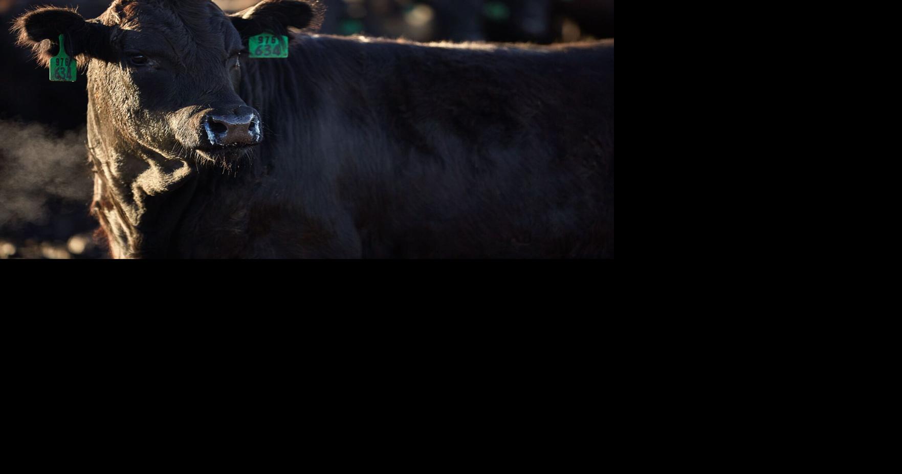 Combatting Winter Lice in Beef Cattle Cow/Calf Corner