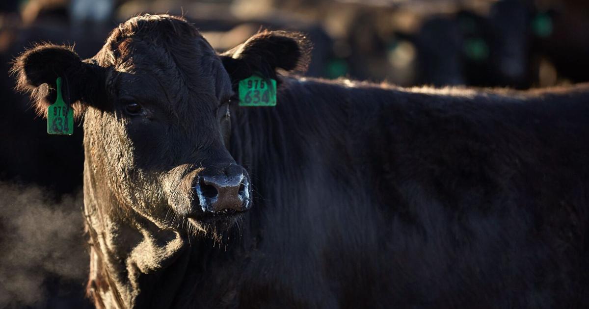 Fundamental Price Impacts of Announced Tariff Waiver on Ground Beef