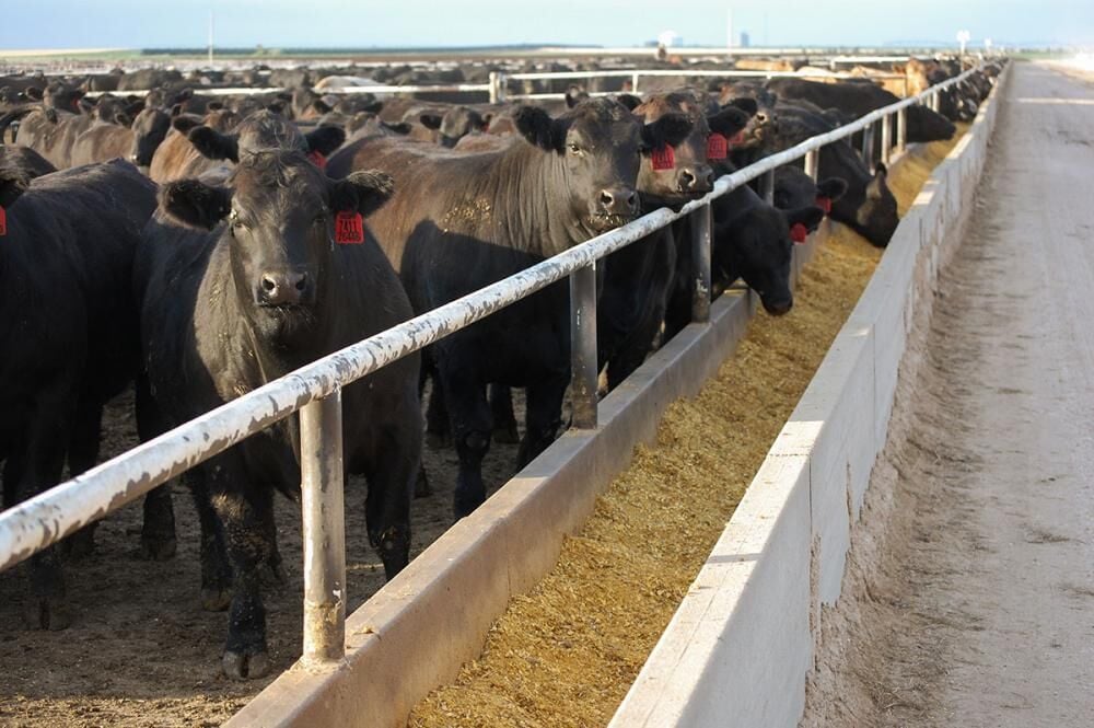 feeder cattle prices per pound
