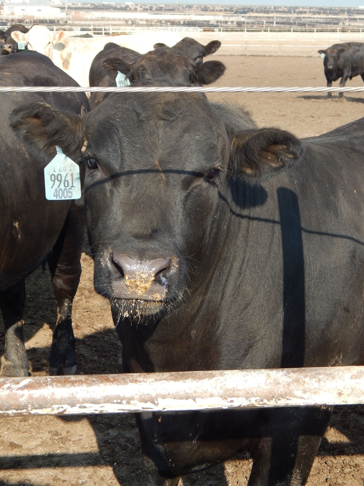 CAB Insider: Fed Cattle Projections Factor In Carcass Value | Industry ...