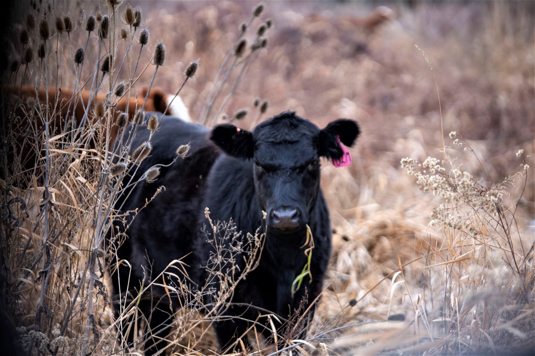 Demand Remains Key To High Cattle Prices | Industry News ...