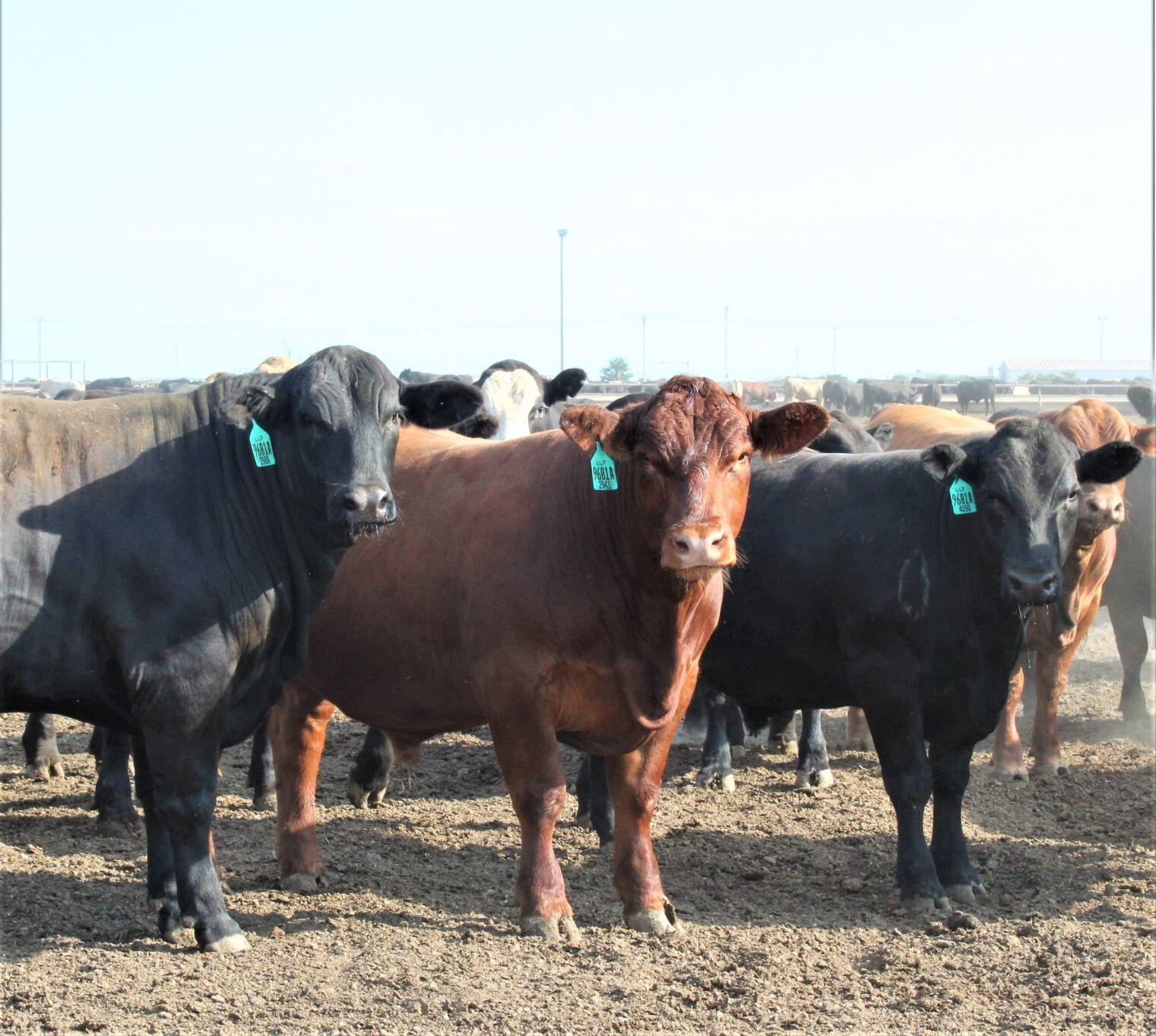 November 2022 Feedlot Facts Feedlot Special