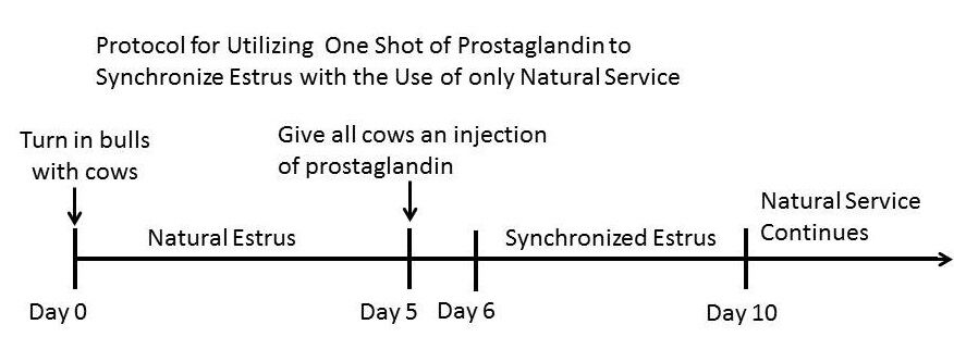Simple Synchronization of Cows – One Injection, One Time through the ...