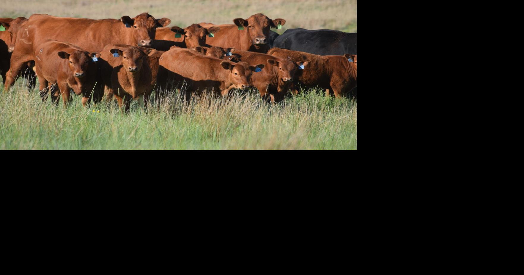 Family Succession: Leading from the Middle | Management ...