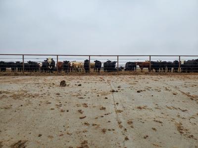 FL Cattle in Pen With Concrete