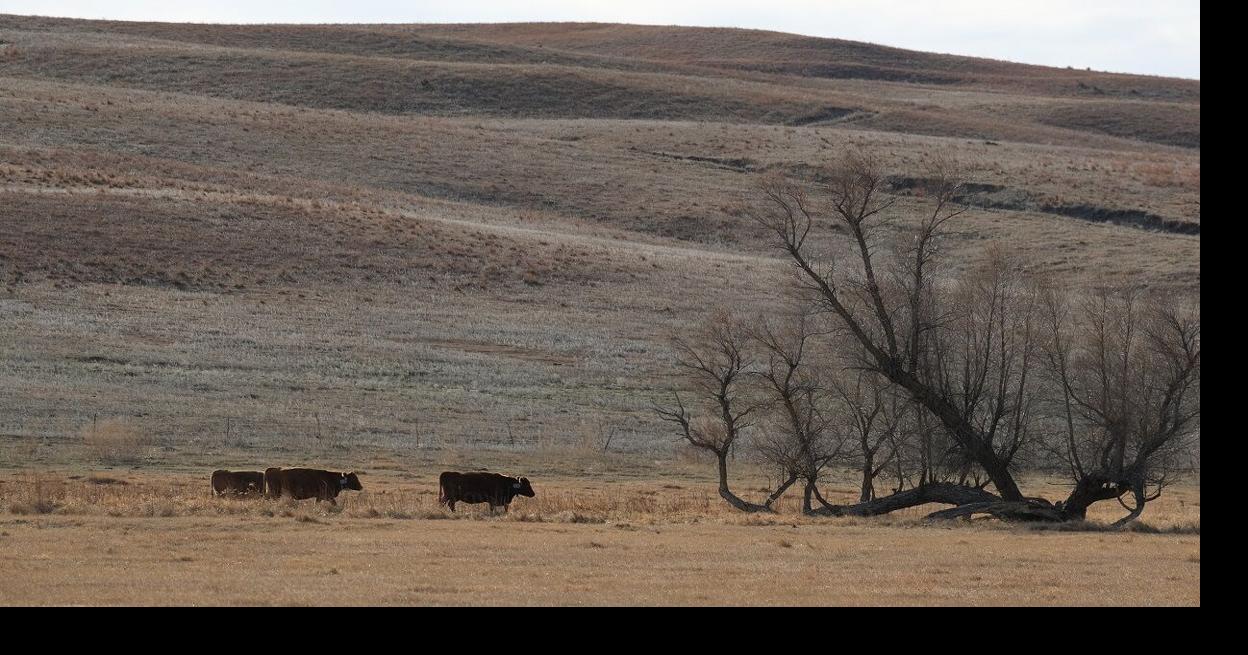 What Do Stocker and CowCalf Producers Think of Virtual Fencing