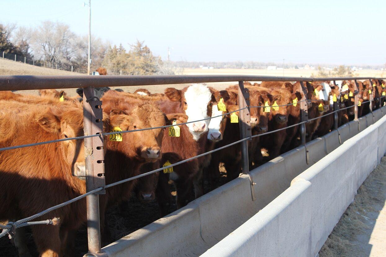 Enhancing Feed Efficiency and Cost of Gain in Cattle Production Key Management Strategies