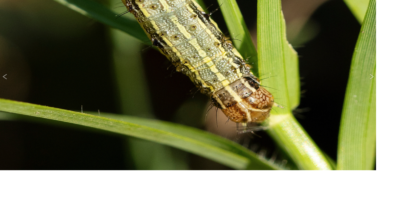 Fall Armyworms are a Threat to Newly Planted Wheat | Management ...