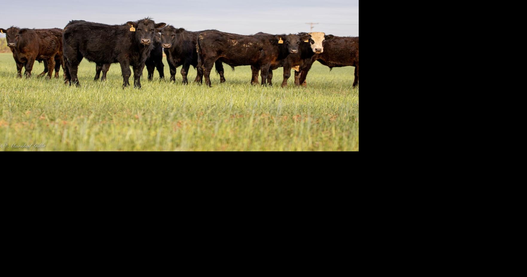 What Implants Can I Use for Cattle on My Operation? Stocker and Grower