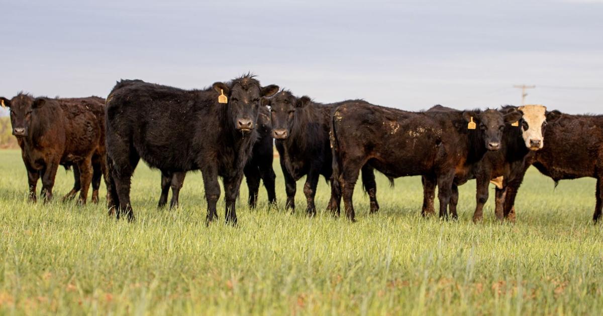 Stocker Operations What Implants Can I Use for Cattle on My Operation? Stocker and Grower ...